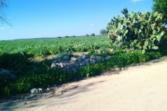 Vecchia strada per Vendicari